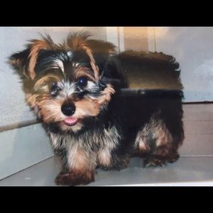 Meet your Posher, Aviana