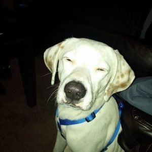 Meet your Posher, Jade