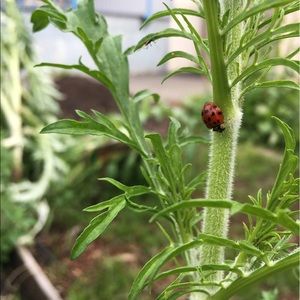 Meet your Posher, Ikaika