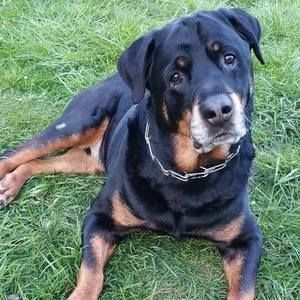 Meet your Posher, Jeb