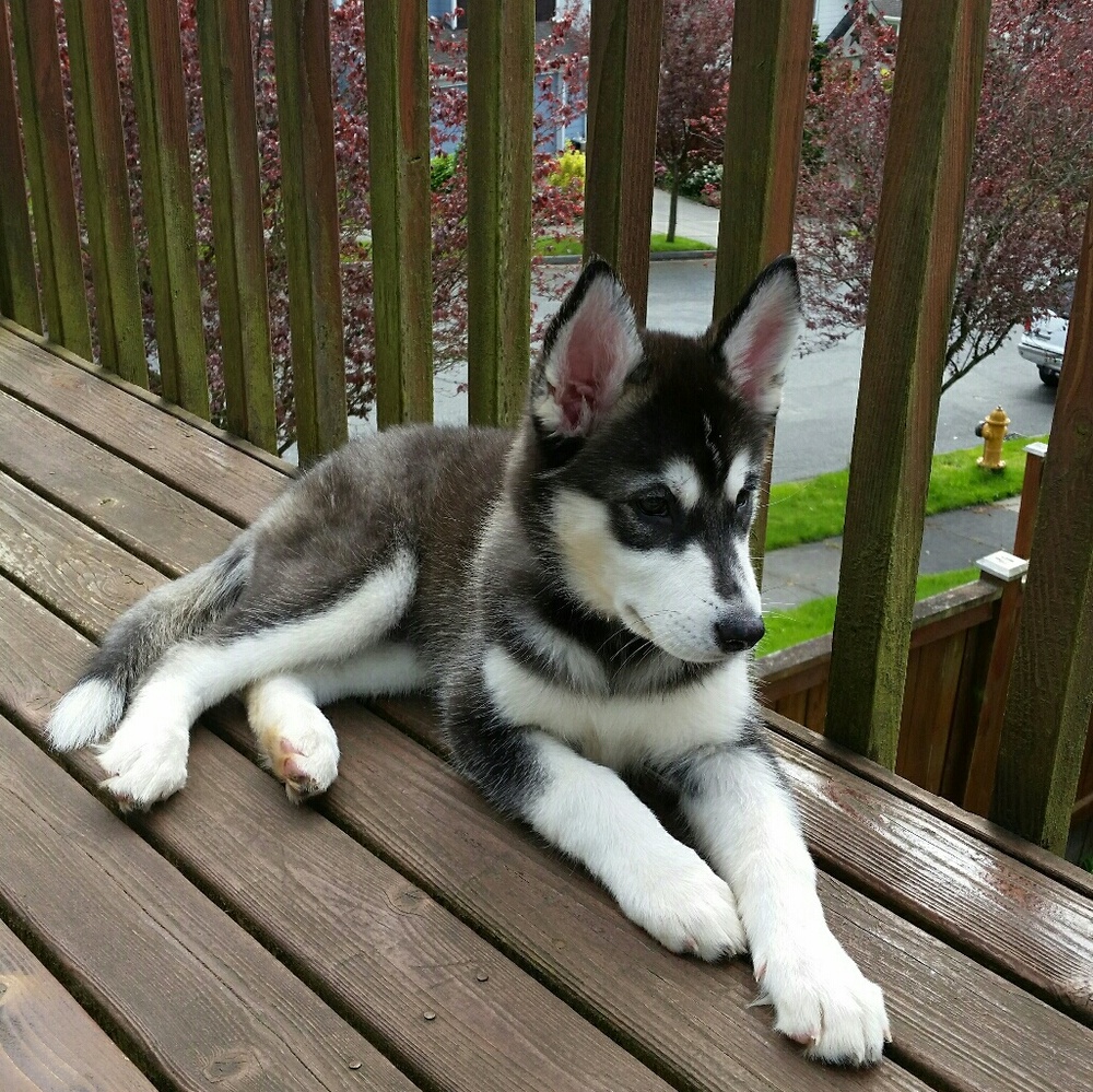 Meet your Posher, Crystal