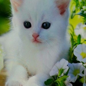 Meet your Posher, Lili