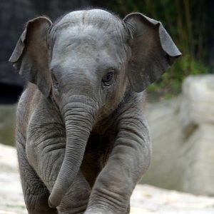 Meet your Posher, Dawn