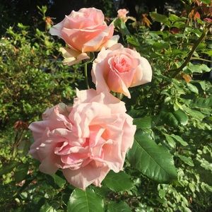 Meet your Posher, Danielle