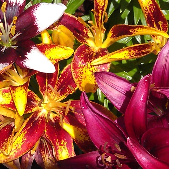 Meet your Posher, Tiffany - Picture 2 of 2