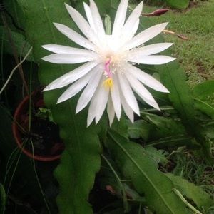 Meet your Posher, Darylena