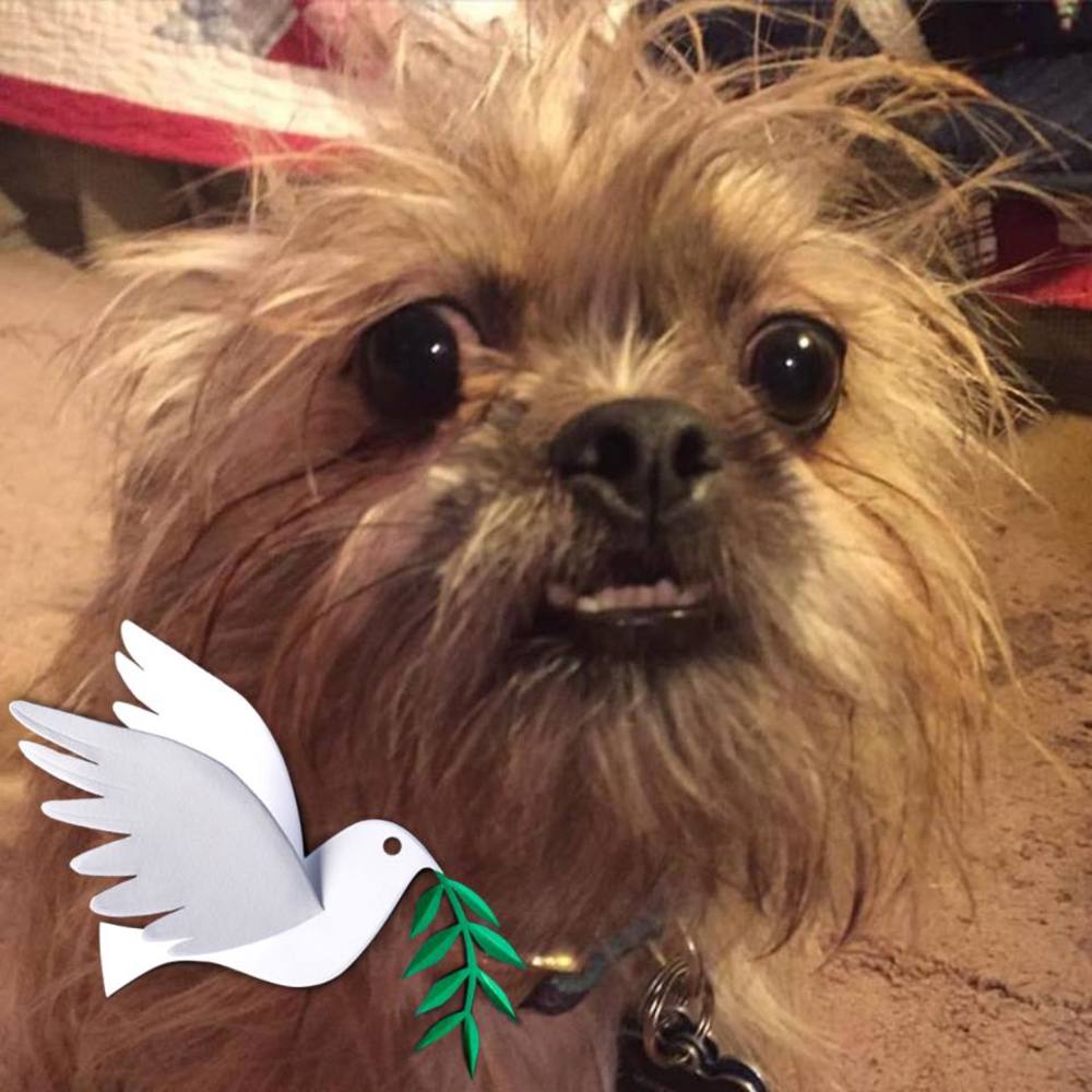 Meet your Posher, Pamm