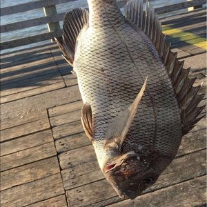 Meet your Posher, Haider