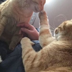 Meet your Posher, Lexie