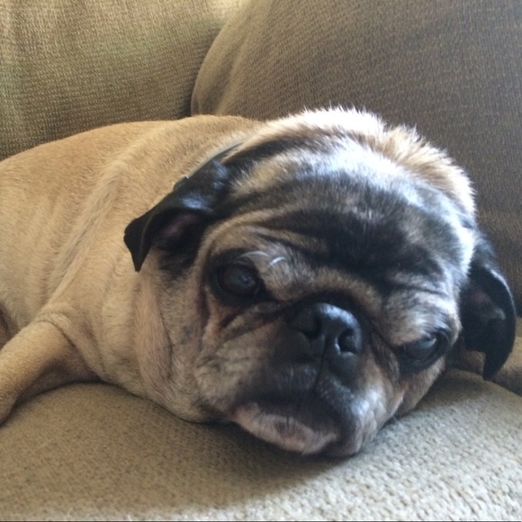 Meet your Posher, Shelley - Picture 2 of 4