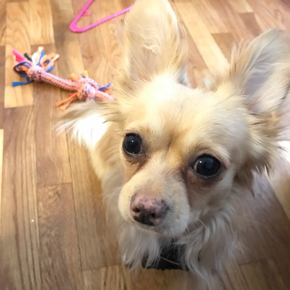 Meet your Posher, Coty - Picture 5 of 5