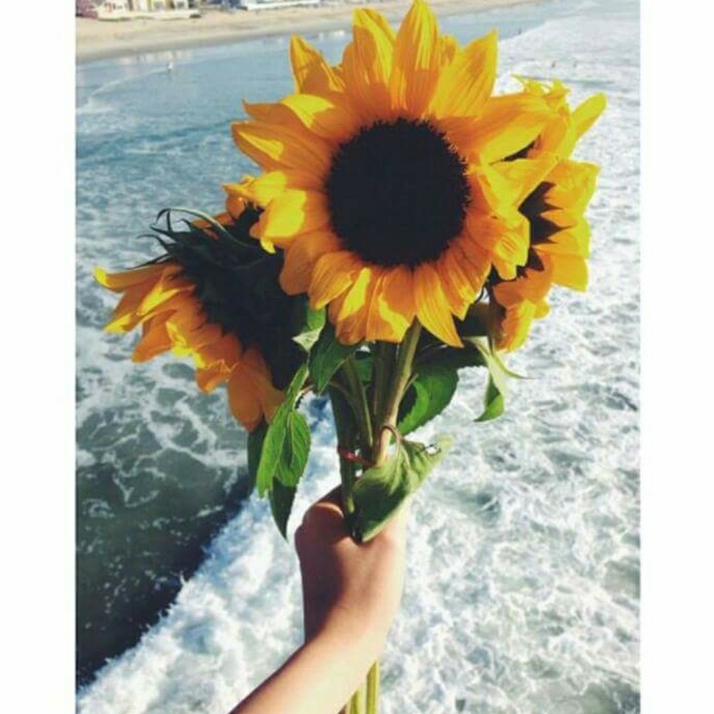 Meet your Posher, Shawn marie