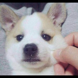 Meet your Posher, Mei yi