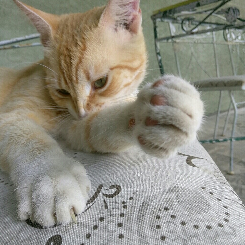 Givvey Boy Our new Stray Tabby Tom Cat