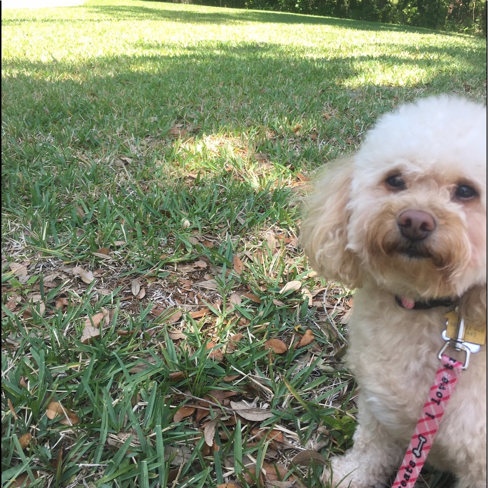 Meet your Posher, Sofia