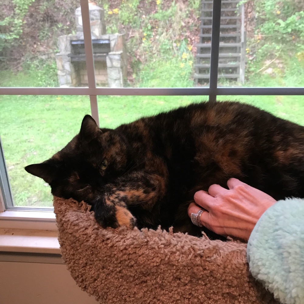 Contentment - Picture 2 of 4