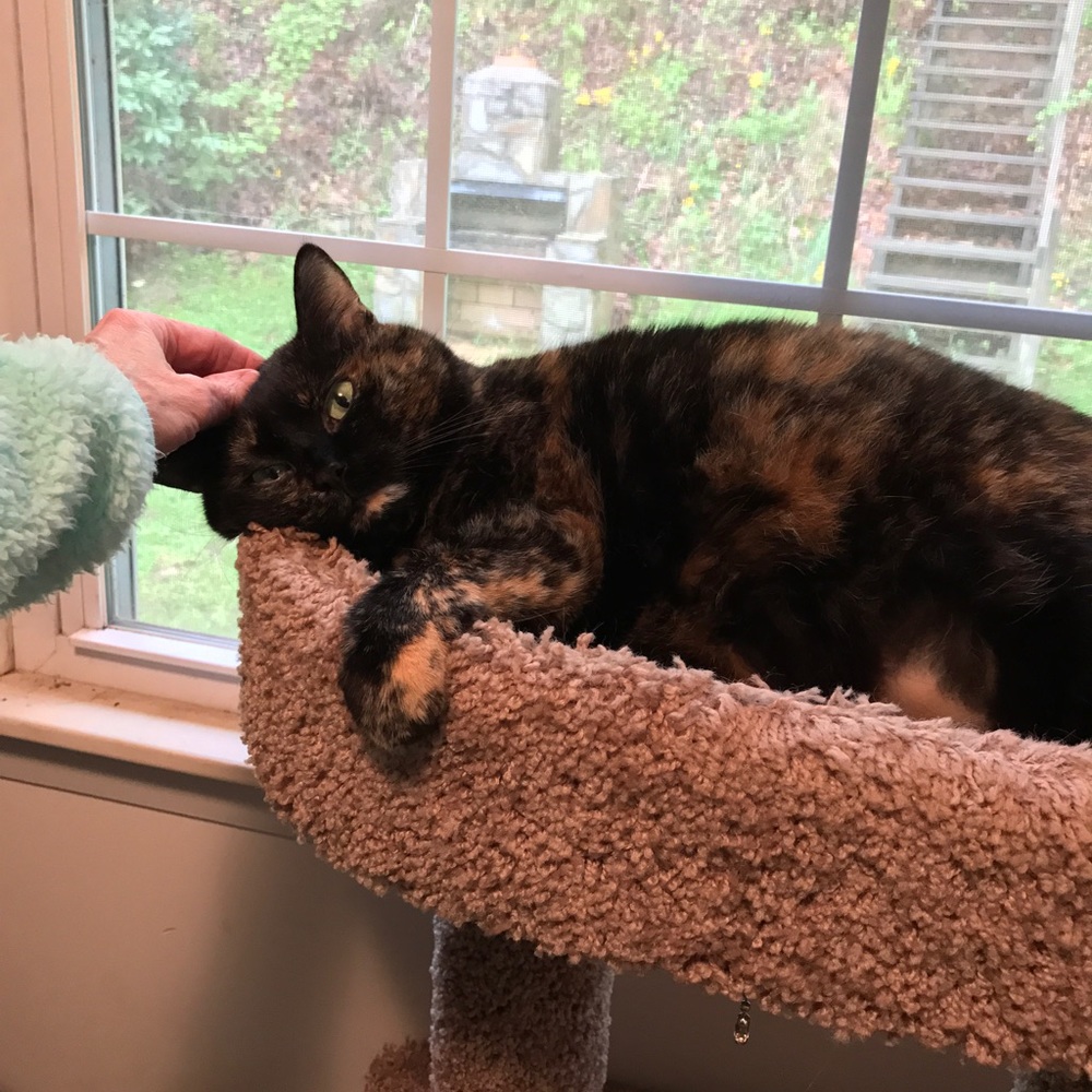 Contentment - Picture 3 of 4