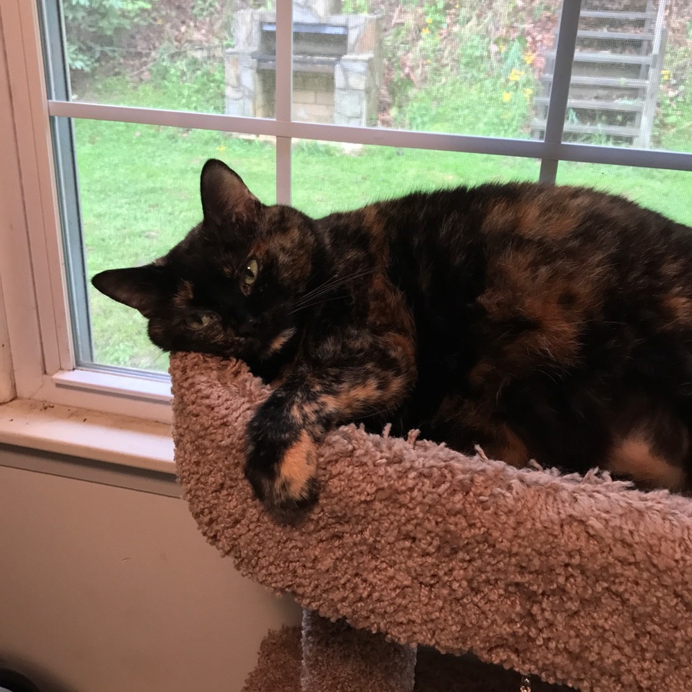 Contentment - Picture 4 of 4