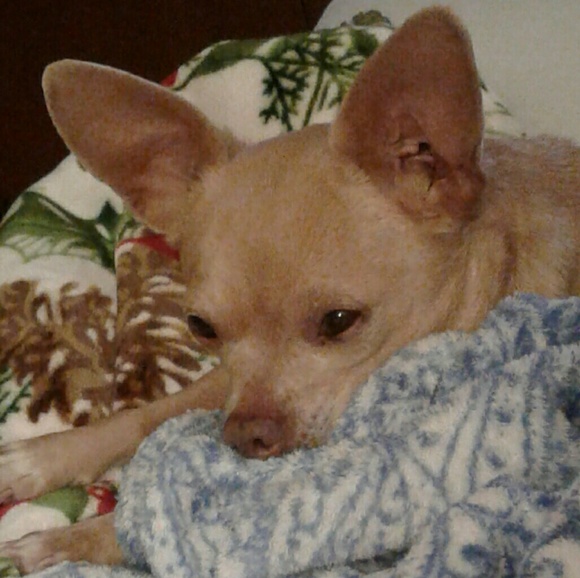 Meet your Posher, Mandy - Picture 4 of 16