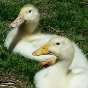 Meet your Posher, Dawn