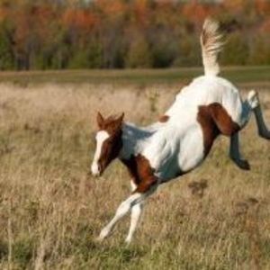 Meet your Posher, May