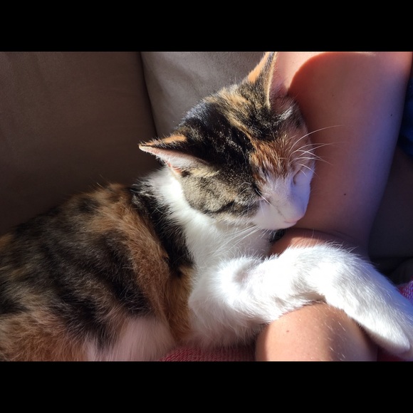 Meet your Posher, Shannon - Picture 3 of 4