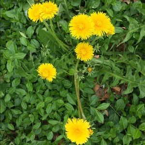 Meet your Posher, Nyalaliska