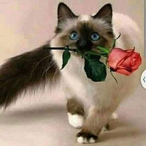 Meet your Posher, Evelyn