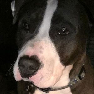 Meet your Posher, Sno