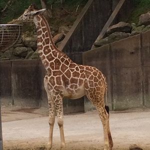 Meet your Posher, Robin