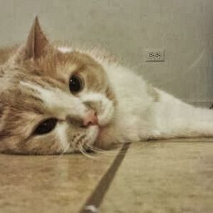 Meet your Posher, Janice