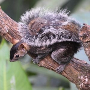 Meet your Posher, Sil