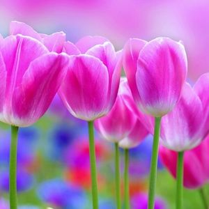 Meet your Posher, Davesha