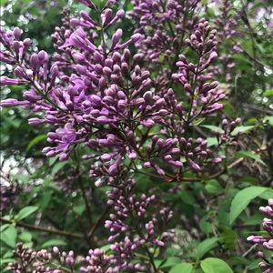 Meet your Posher, Tami