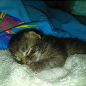 Meet your Posher, Sara