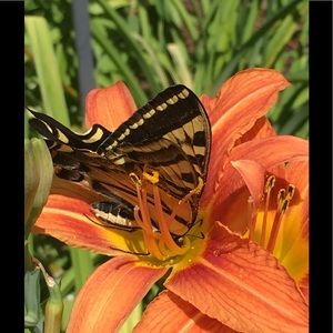 Meet your Posher, Dana