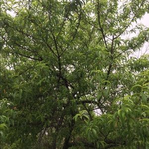 Meet your Posher, Shelly