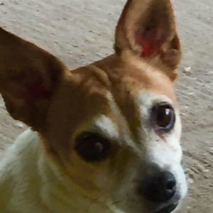 Meet your Posher, Barbara