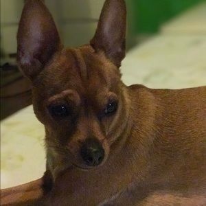 Meet your Posher, Shannon