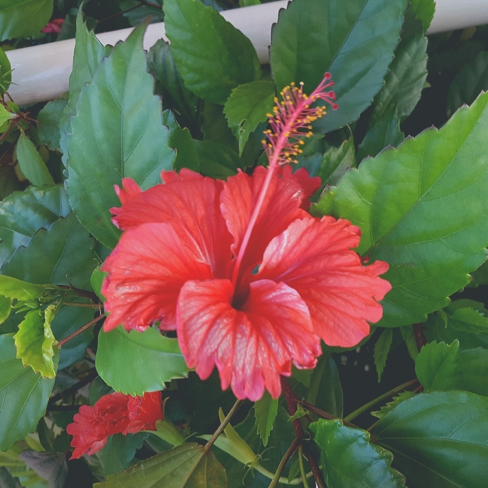 Meet your Posher, Theresa