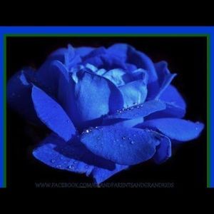 Meet your Posher, Rosa