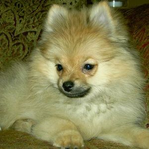 Meet your Posher, Eileen