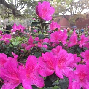 Meet your Posher, Angelique