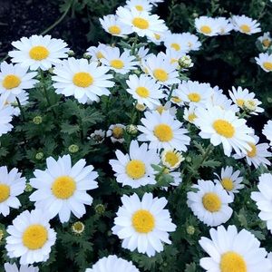 Meet your Posher, Janine