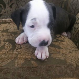 Meet your Posher, Darlene