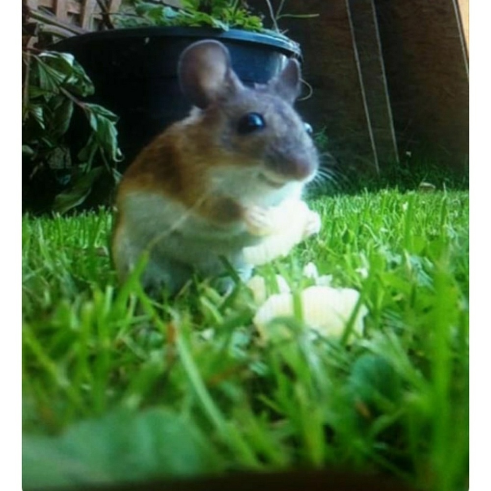 Meet your Posher, Lia