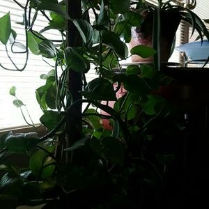 Meet your Posher, Carolyn