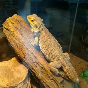 Meet your Posher, Rayna