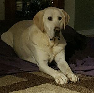 Meet your Posher, Penny