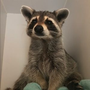 Meet your Posher, Marie